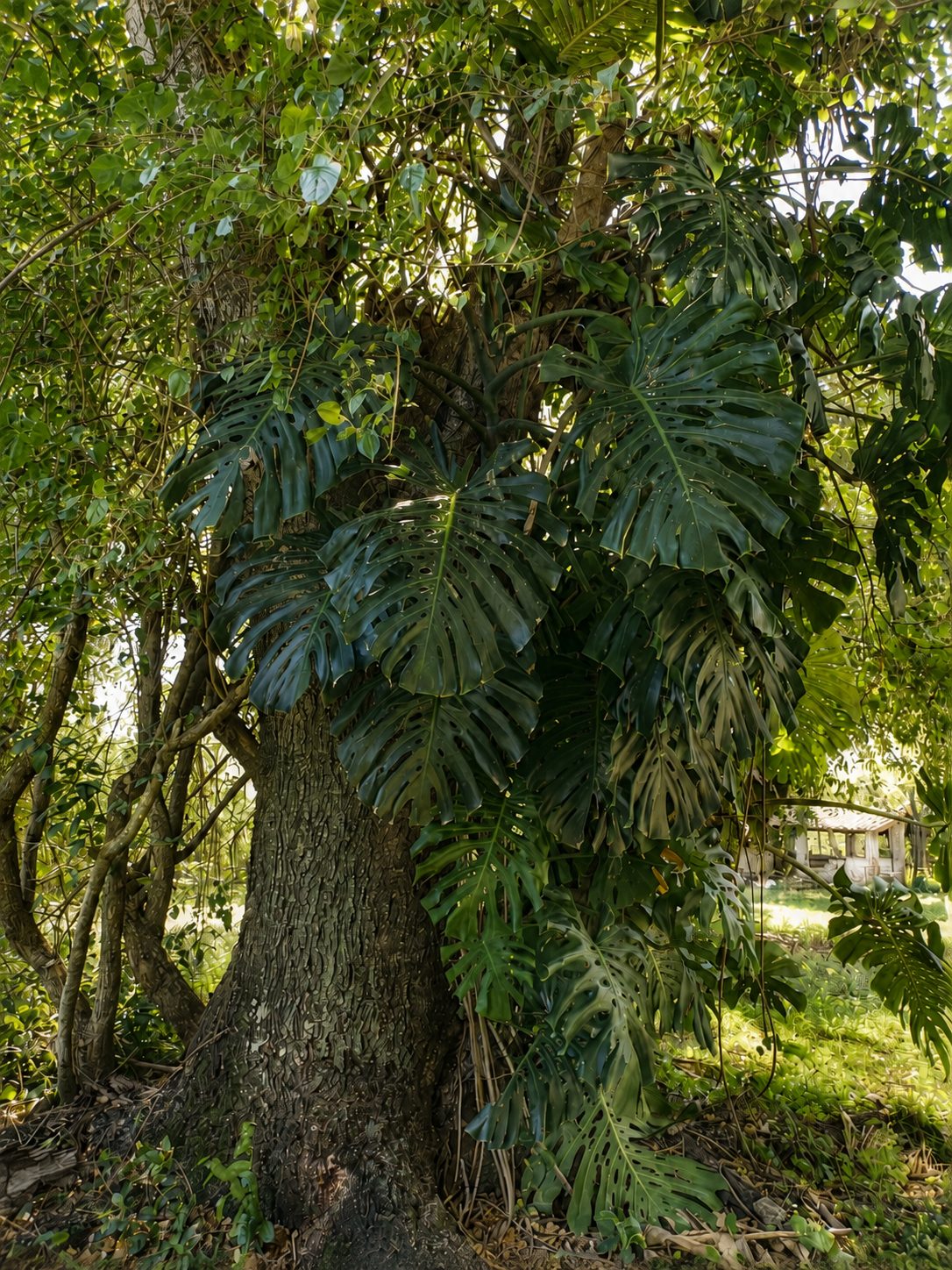 El árbol centenario