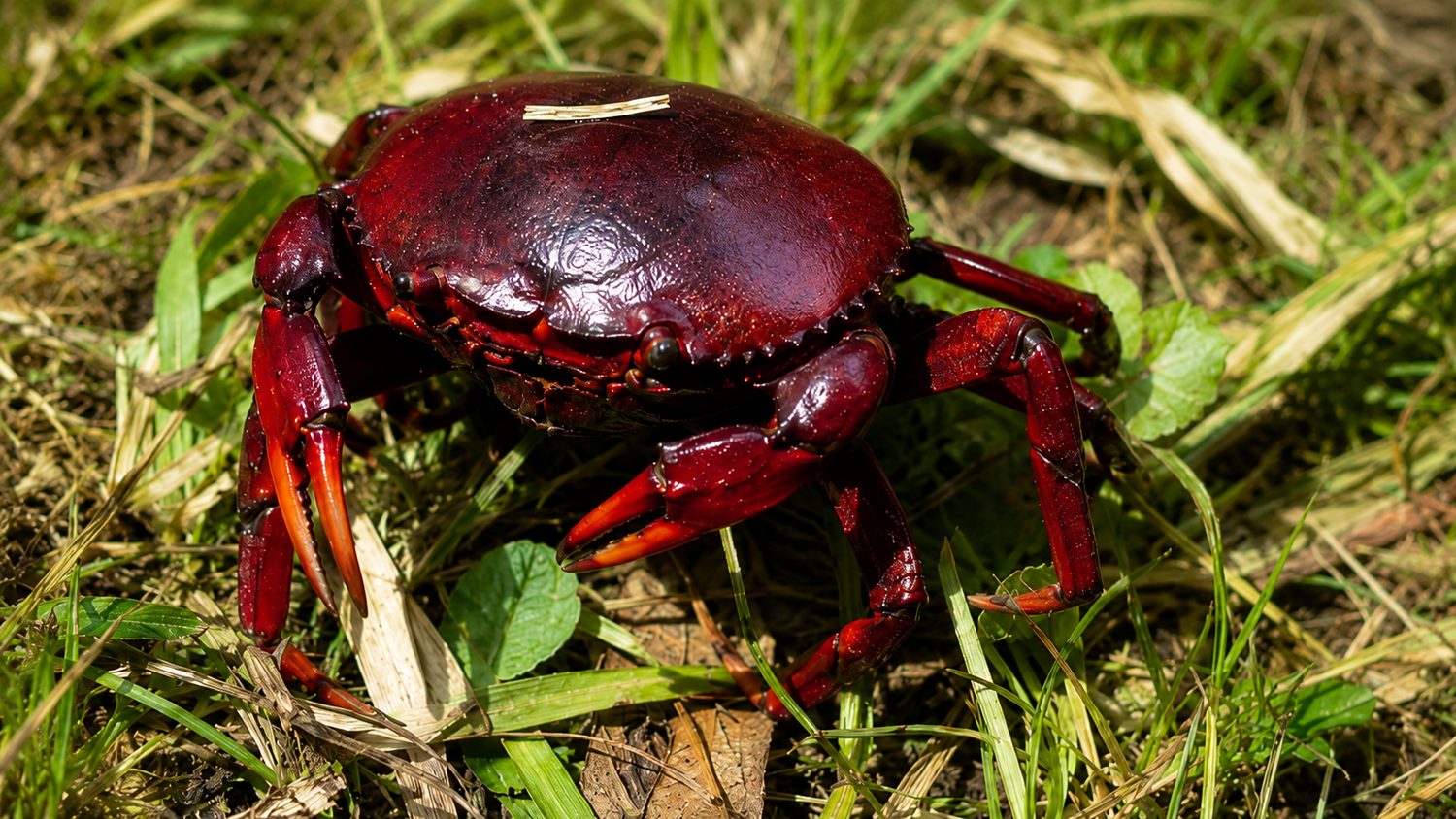 Fauna del riacho