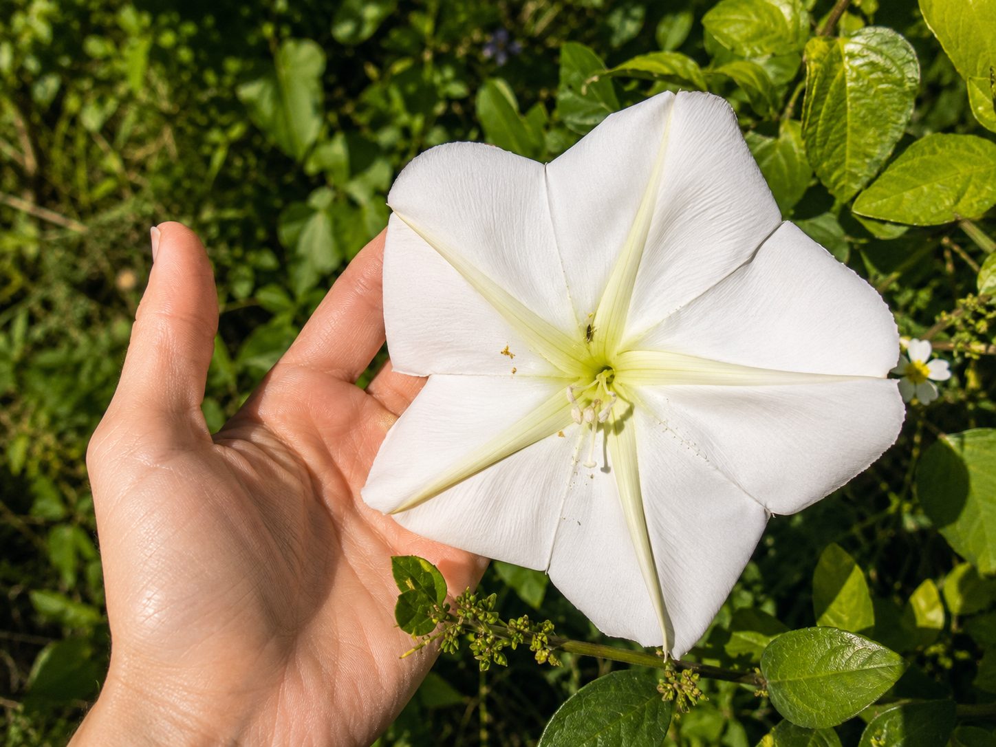 La flor blanca del jardín