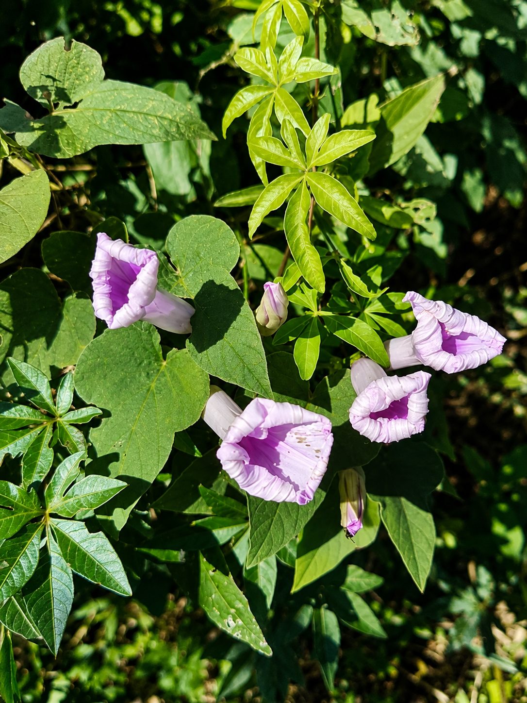 Flores del predio