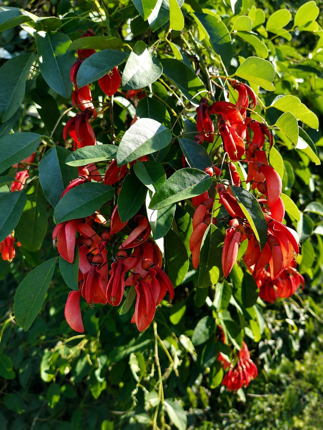 El ceibo en flor