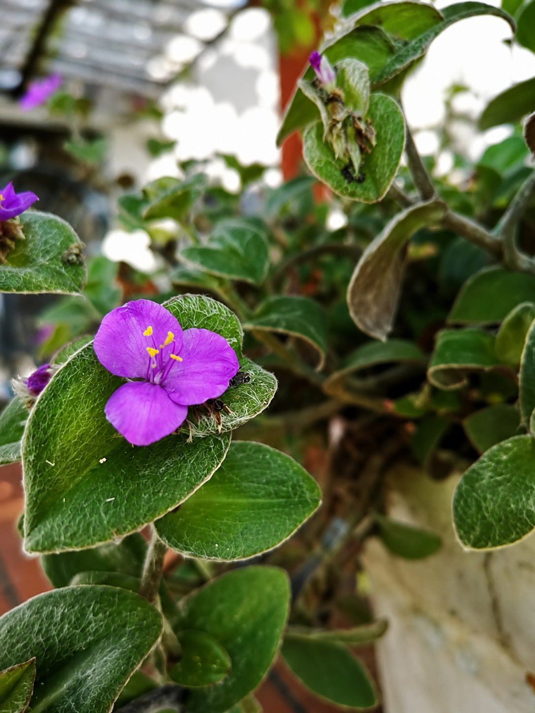 Flores violetas