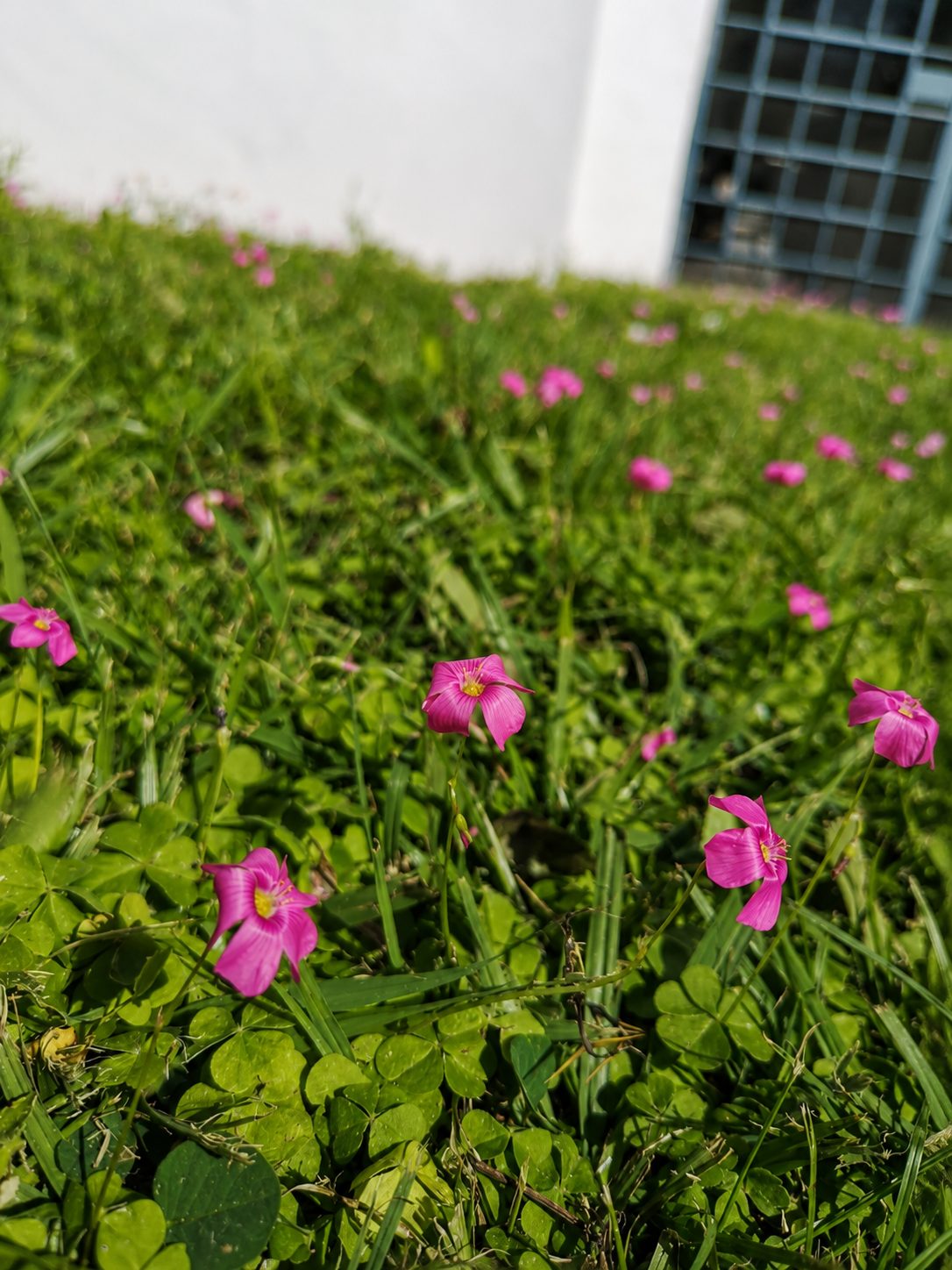 Flores rosadas