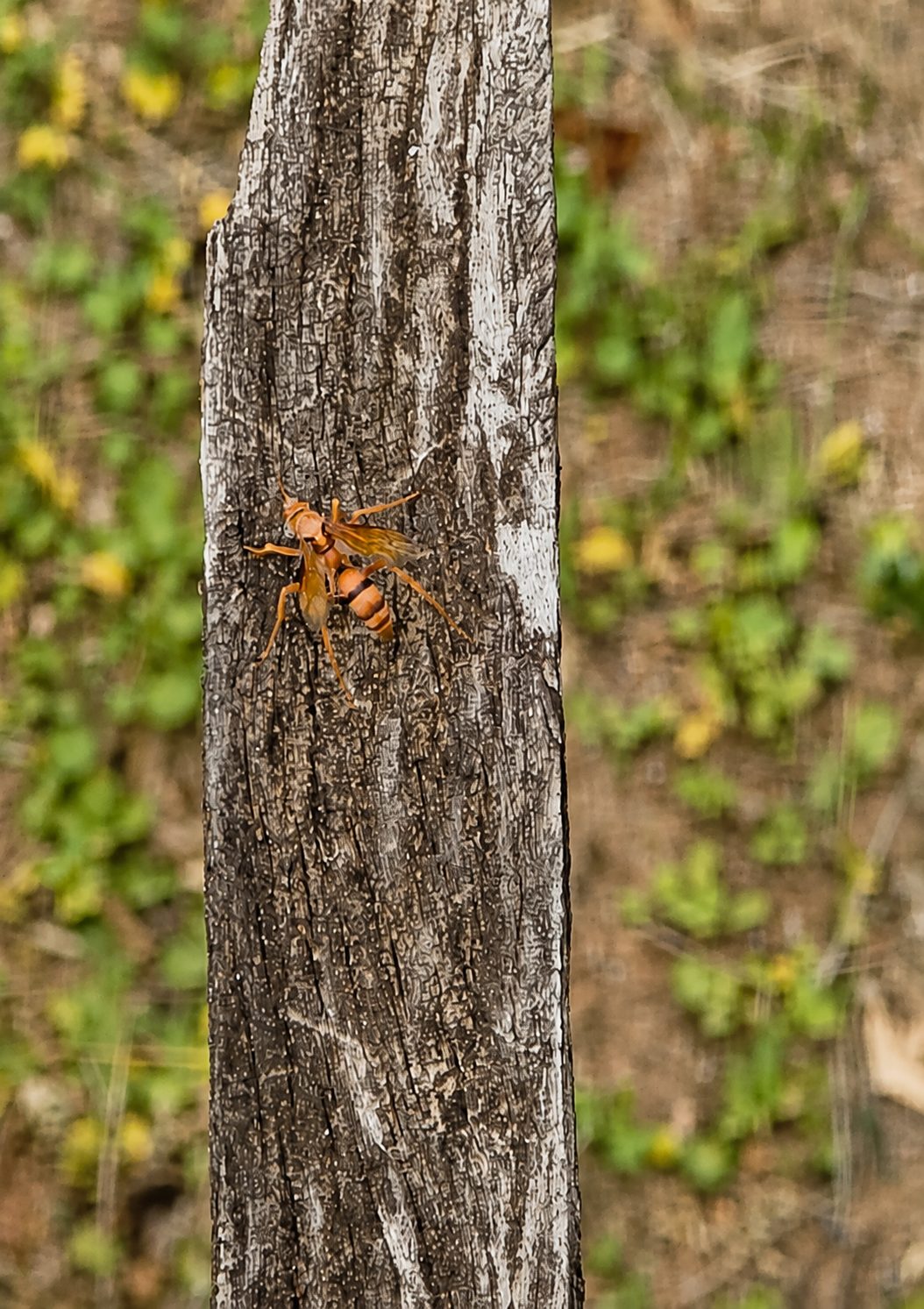 Detalles de la naturaleza