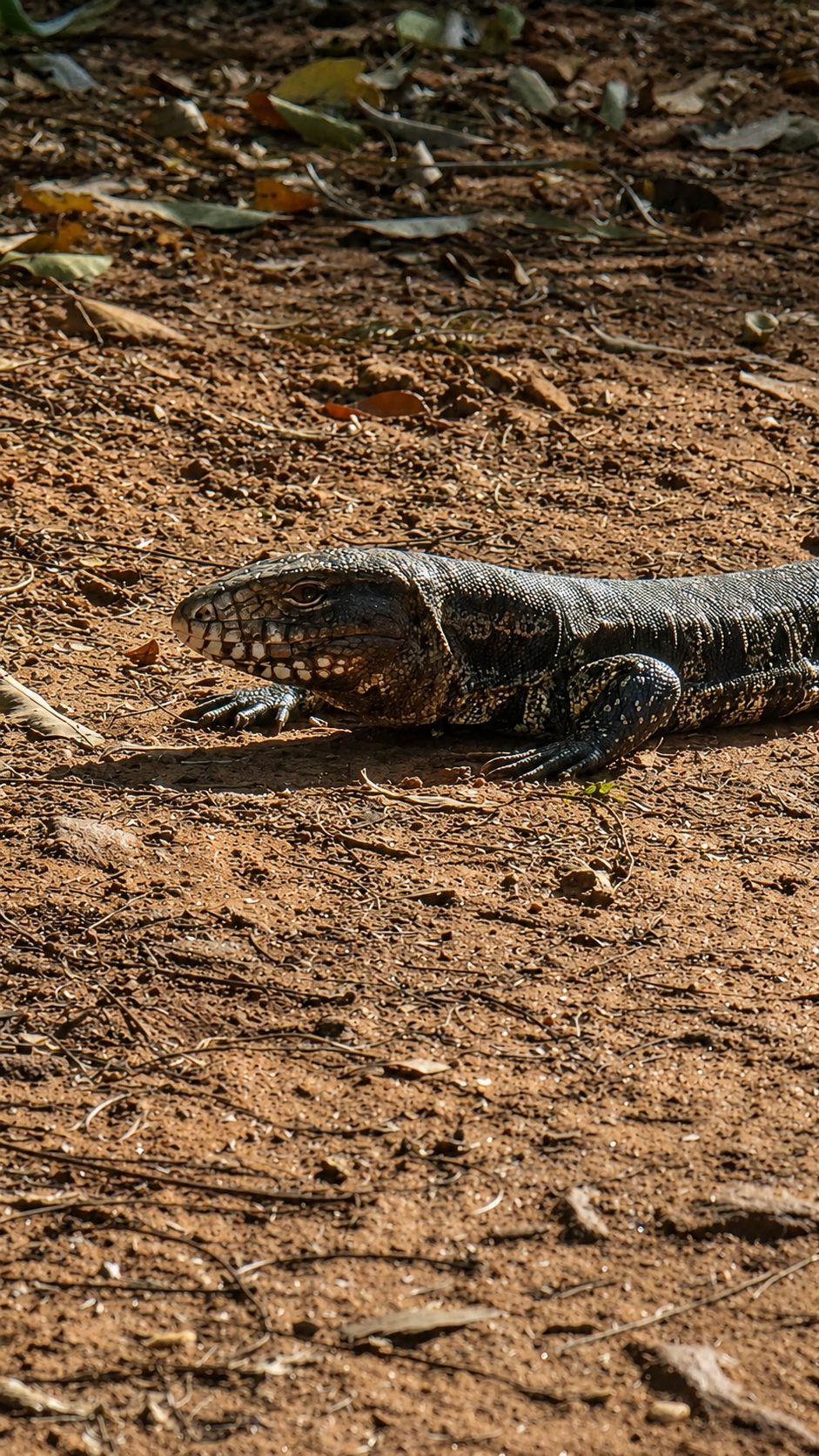 Fauna del lugar