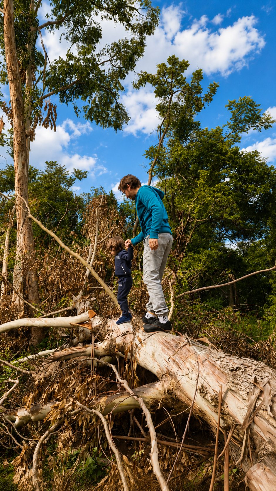 Trepando un árbol