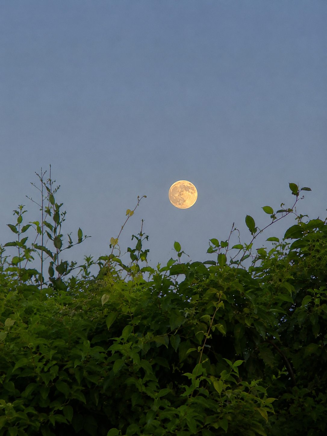 La luna sobre los árboles