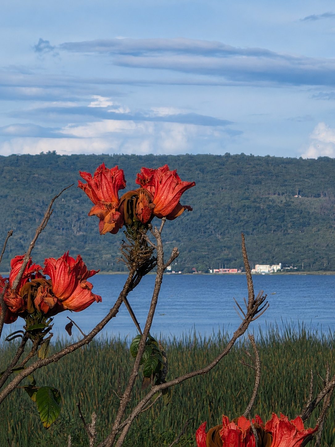 El ceibo frente al lago