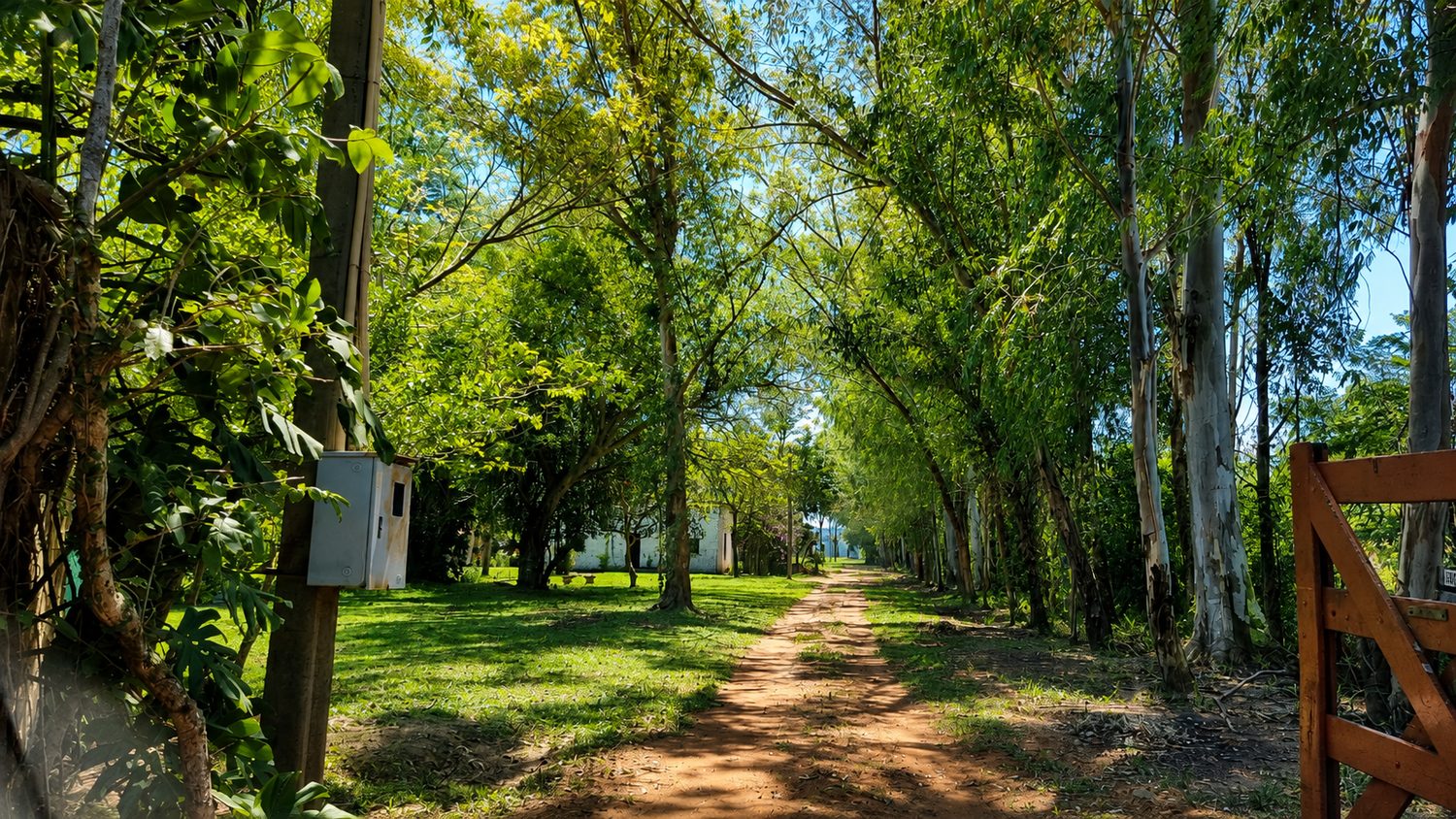 Senderos entre los árboles